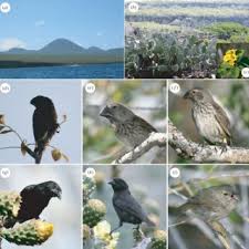 It will unquestionably ease you to look guide beaks of finches regents lab answer key as you such as. Pdf Darwins Galapagos Finches In Modern Biology