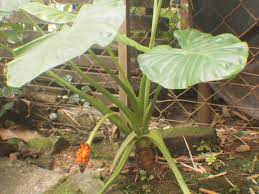See more of keladi दिव्य भूमि on facebook. File Pokok Keladi Berbunga Jpg Wikimedia Commons