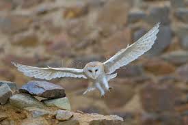 Lechuza Comun Tyto Alba Con Las Alas Agradables Volando En La Pared De Piedra Aterrizaje Ligero En El Castillo Viejo Animal D Foto De Archivo Imagen De Conmemorativo Marr 67938706 La lechuza común (tyto alba), también denominada lechuza de los campanarios o lechuza blanca, es una especie de ave estrigiforme perteneciente a la familia de tytonidae. lechuza comun tyto alba con las alas