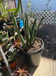 Image result for Sansevieria sinus-simiorum
