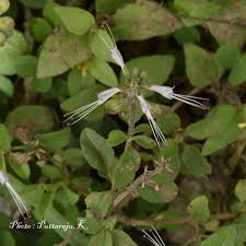 Image result for Ocimum filamentosum