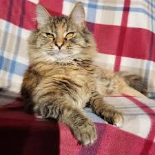 When a guy gives the wert whirl whistle or yells at a babydoll for the purpose of getting attention and in hopes of a future hookup. A Kid Called Her A Baby Lion Today Baby Lion Animals Cats