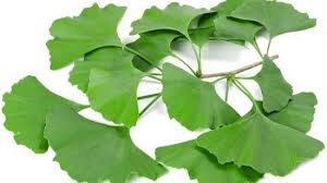 ギンナン イチョウの種子 の食べる部分は子房ではない バイオハックch