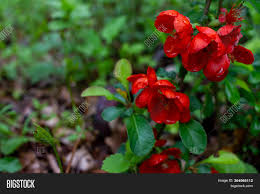 We did not find results for: Early Spring Blooms Image Photo Free Trial Bigstock