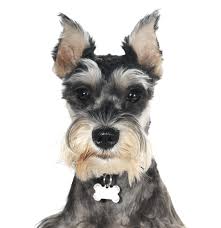 Common sources for adoptable pets are animal shelters and rescue groups. Schnauzer Miniature Puppies For Sale Adoptapet Com