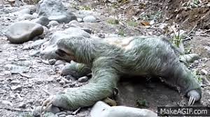 We did not find results for: Faultier Macht Purzelbaum Funny Cute Sloth Crosses Road Paresseux Dope Manuel Antonio Costa Rica On Make A Gif