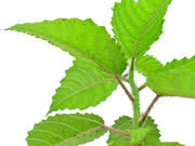 Image result for Urera