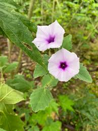 Image result for Astripomoea