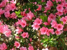 Most rhododendrons and azaleas in the landscape, even large ones, can be moved using proper care. Azalea Varieties How To Grow Azaleas The Old Farmer S Almanac