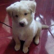 Maybe you would like to learn more about one of these? Carmina Carrion Pa Twitter Chow Chow X Aspin So Cute Http T Co Ficwxrcude