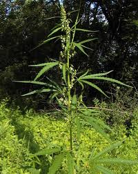 Image result for Cannabaceae