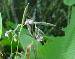 Image result for Thalia geniculata