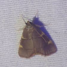 Image result for Hugonia elliptica