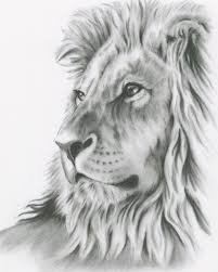 Charcoal Drawing 8 X10 Original Lion Art Lion Drawing Lion Sketch Charcoal Lion Charcoal Sketch African Cat Art Croquis De Lion L Art De Lion Dessin Au Fusain