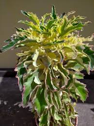 Image result for Kalanchoe laciniata