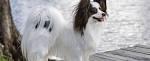 Papillon Dog Breed Information and Pictures