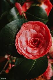 Blooming Japanese Camellia In The Wild Free Image By Rawpixel Com Minty Camellia Flower Camellia Flowers Photography