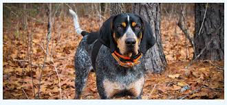Puppyfinder.com is your source for finding an ideal bluetick coonhound puppy for sale in usa. 10 Biggest Bluetick Coonhound Puppies Mistakes You Can Easily Avoid Dog Breed