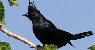 Birds Of Southern Arizona Book Pin By Arizona Sonora Desert Museum G On Amazing Animals Arizona Birds Beautiful Birds Birding Trips