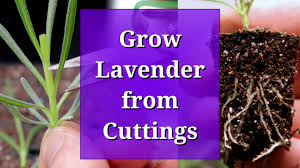 Image result for lavender cuttings