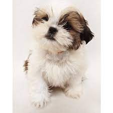 We have healthy available teacup maltese, pomeranian, yorkie, poodle, shih tzu, chihuahua and pekingese, maltipoo, cavalier king charles spaniel available for adoption with discount and shipping available. Shih Tzu Puppies For Sale In Ny Brooklyn Teacup Pups