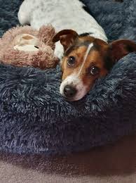 At pupsleep™, we work closely with veterinarian to design innovative pet calming bed products which give best experience to your dogs. Calming Dog Bed Australia S Favourite Cute Dogs And Puppies Cute Baby Animals Cute Animals