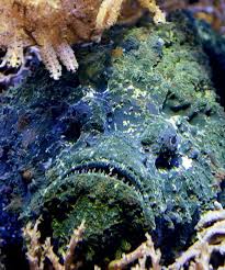 Steinfisch Der Fast Unsichtbare Meeresbewohner Dieser Fisch Wird Als Der Giftigste Und Todlichste Der Welt Angesehen Er Ist Ein Meis Fische Lebewesen Steine