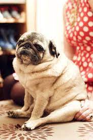 Pin On Pugs