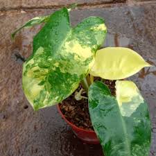 Jual Tanaman Hias Pilodendrum Burle Marx Varigata Kab Bogor Aldigarden Tokopedia