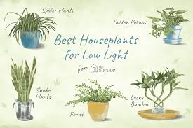They depend on structural modifications such as waxy or hairy. 7 Recommended Houseplants For Low Light Conditions