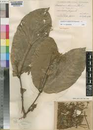 Image result for Lasiodiscus pervillei