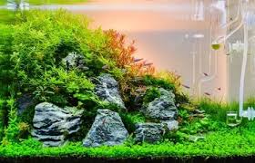 These dreamlike underwater landscapes come to us courtesy of takashi amano, one of the most influential people in the field of freshwater aquascaping, and his firm, aqua design amano. Aquascaping Your Aquarium Complete Guide To Planted Aquariums Fishkeeping World