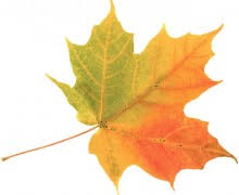 The chlorophyll begins to break down. Why Leaves Change Color Untamed Science