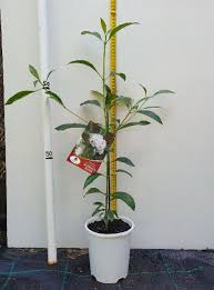 Image result for Pavetta johnstonii