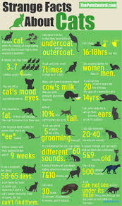 Facts About Cat Behavior Infographic Infographics