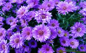 We hope you enjoy our growing collection of hd images. All Flowers Wallpaper Flower Flowering Plant Aromatic Aster Smooth Aster Plant 869381 Wallpaperuse
