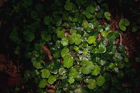 Image result for Hydrocotyle mannii