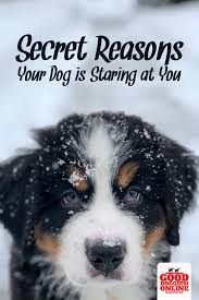 Why Does My Dog Stare At Me What Does It Mean Good Doggies Online Training Your Dog Dogs Doggy