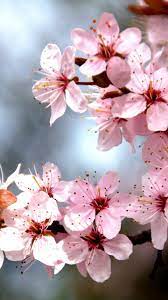 Tree Branch Cherry Tree Blossom Flowers Spring 720x1280 Wallpaper Tree Branch Tattoo Sakura Tree Flowers