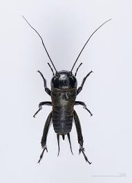 Gryllidae Wikipedia