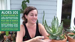 We did not find results for: Aloes 101 Care Troubleshooting Demos And More Sucs For You