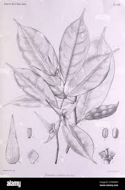 Image result for Monodora stenopetala
