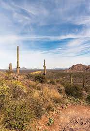 Cactus In A Row Brown Mountain Trail Scottsdale Az Etsy Fine Art Photographs Mountain Trails Landscape