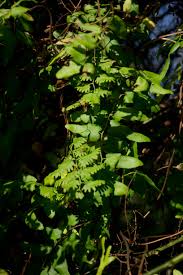 Image result for Lygodium microphyllum