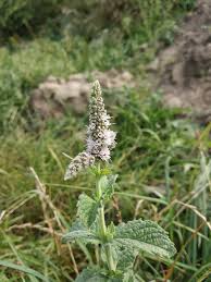 Image result for Mentha longifolia