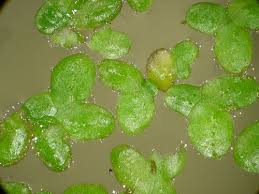 Image result for Lemna