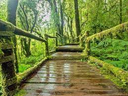 To be candid, i had two days set aside for the cameron highlands, and i thought that was plenty of time. Mossy Forest Tour Price 2021 Promotions Online Discounts