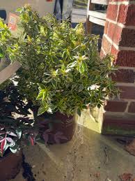 Image result for Hypertelis umbellata