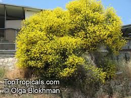 Image result for Aptosimum junceum