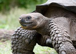 Select from premium galapagos turtle of the highest quality. 12 Giant Galapagos Tortoise Facts Latin Roots Travel